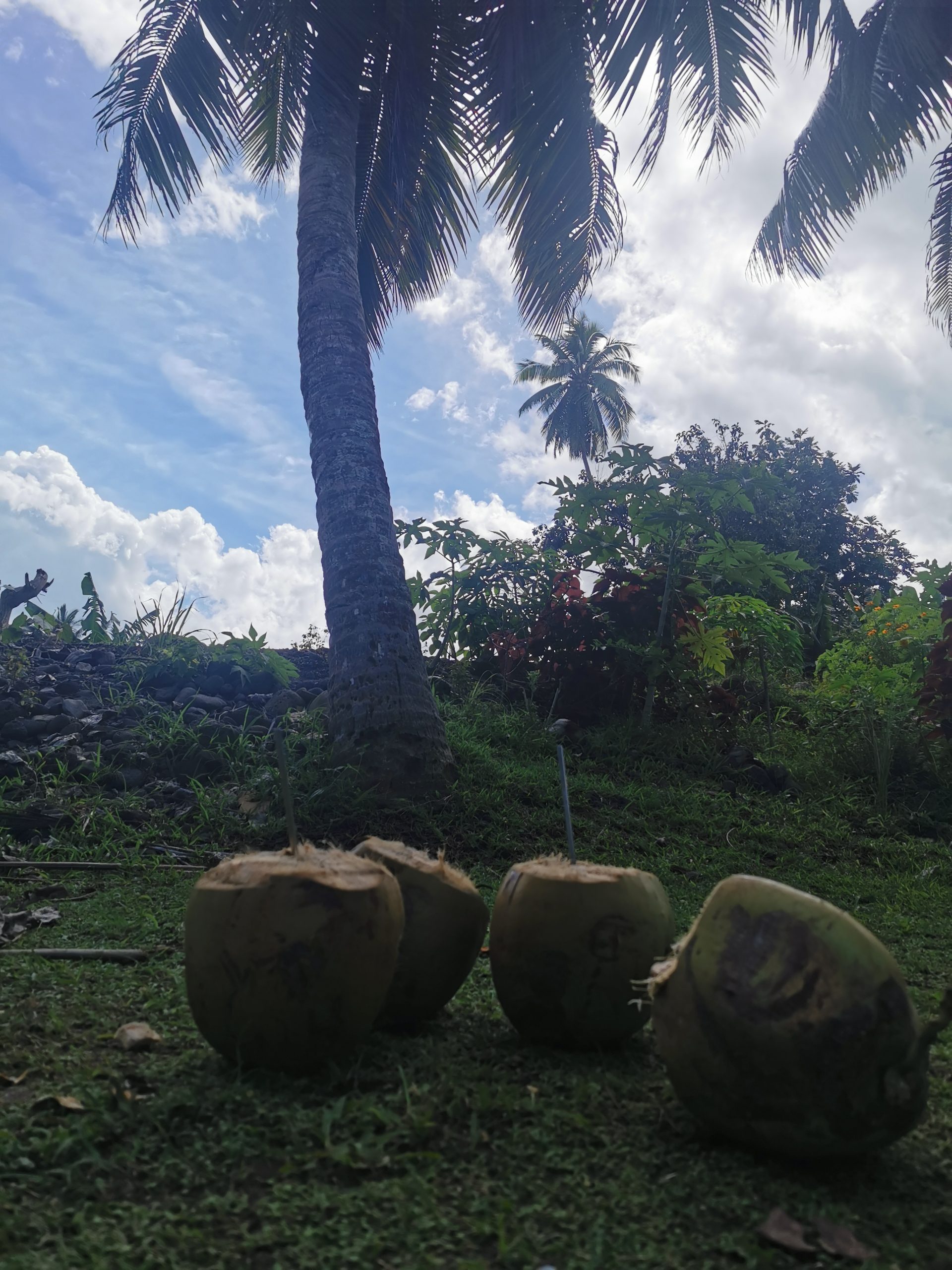 Coconut time 