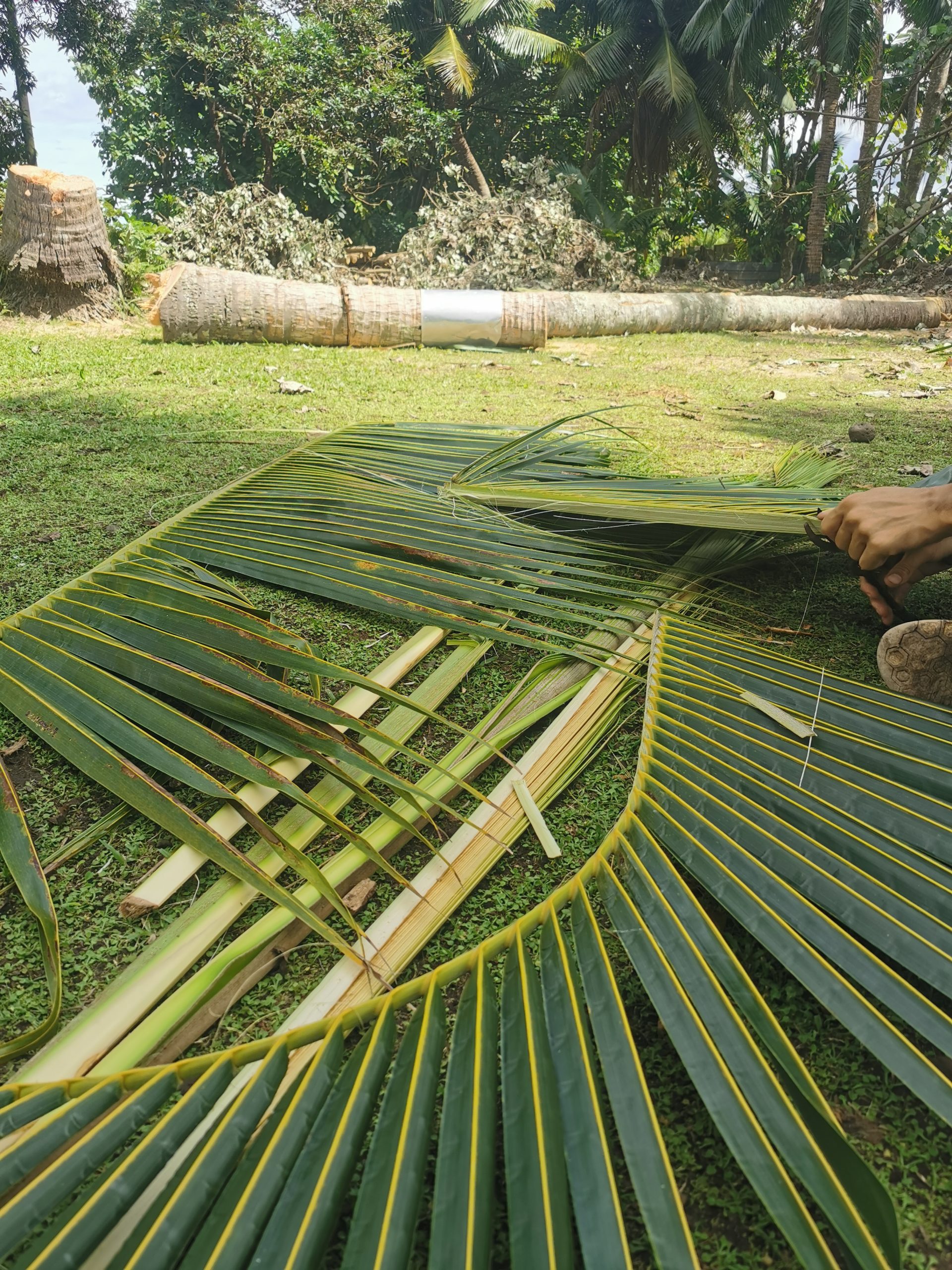 Branches de cocotiers 