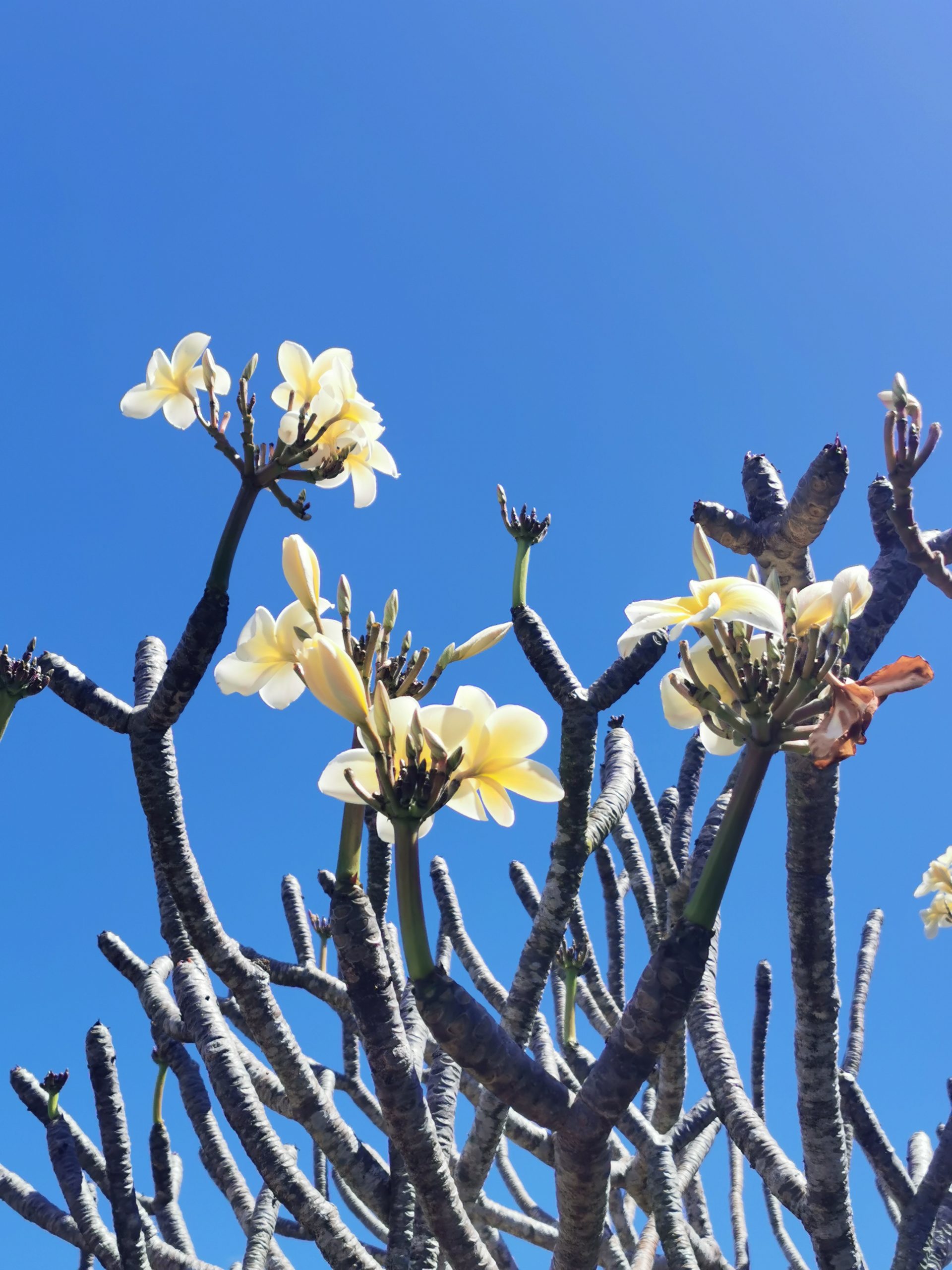 Fleur de frangipanier 